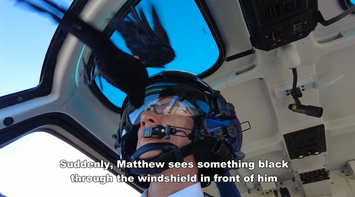 Bird-Strike video picture