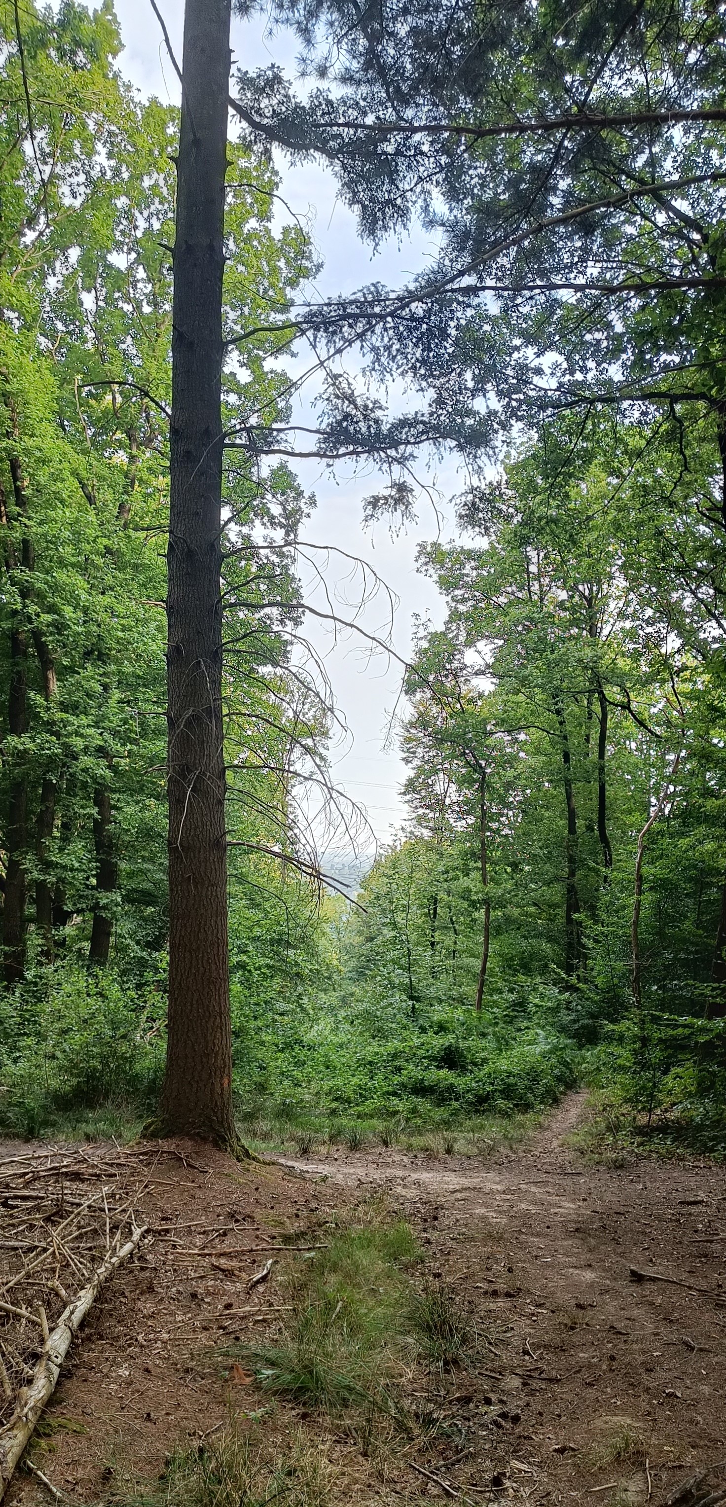 Can you see the cables? Pic. 1, Aug. 2025