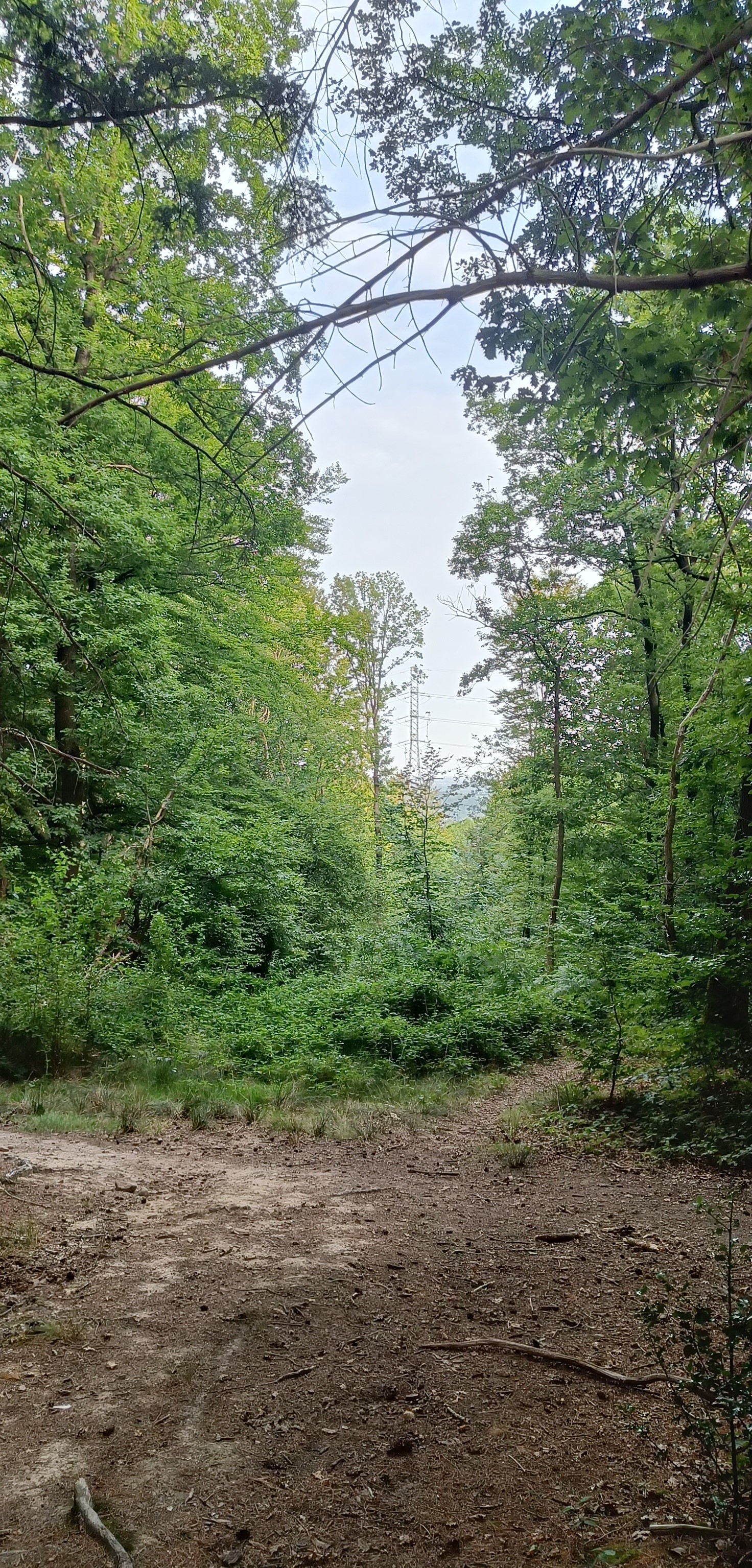 Can you see the cables? Pic. 2, Aug. 2025