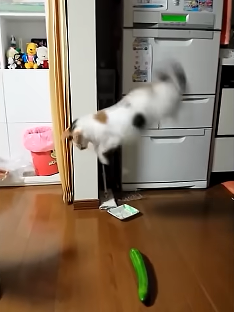 Cats v. Cucumbers