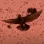 Birstrike article 2025, opening picture (Credit BBC)