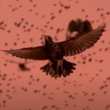 Birstrike article 2025, opening picture (Credit BBC)
