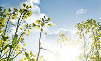 Sustainable Aviation